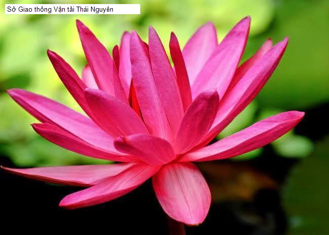 Sở Giao thông Vận tải Thái Nguyên