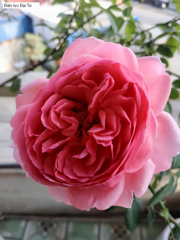 Điện lực Đại Từ